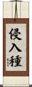 侵入種 Scroll