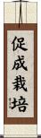 促成栽培 Scroll