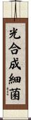 光合成細菌 Scroll