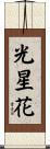 光星花 Scroll
