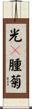 光腚腫菊 Scroll