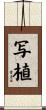 写植 Scroll