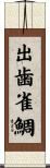 出歯雀鯛 Scroll