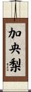 加央梨 Scroll