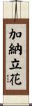 加納立花 Scroll