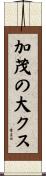 加茂の大クス Scroll