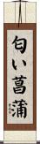 匂い菖蒲 Scroll