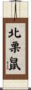 北栗鼠 Scroll