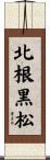 北根黒松 Scroll