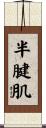 半腱肌 Scroll
