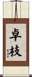 卓枝 Scroll