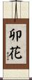 卯花 Scroll