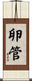 卵管 Scroll