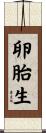 卵胎生 Scroll