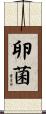 卵菌 Scroll