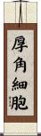 厚角細胞 Scroll