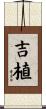 吉植 Scroll