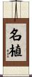 名植 Scroll