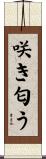 咲き匂う Scroll