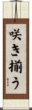 咲き揃う Scroll