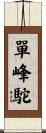 單峰駝 Scroll