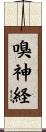 嗅神経 Scroll