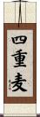 四重麦 Scroll