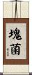 塊菌 Scroll