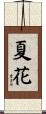 夏花 Scroll