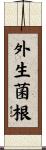 外生菌根 Scroll
