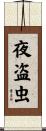 夜盗虫 Scroll