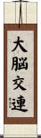 大脳交連 Scroll