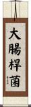 大腸桿菌 Scroll
