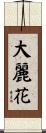大麗花 Scroll