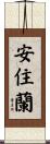安住蘭 Scroll