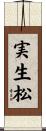 実生松 Scroll