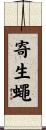 寄生蠅 Scroll