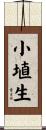 小埴生 Scroll