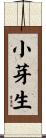 小芽生 Scroll