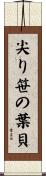 尖り笹の葉貝 Scroll