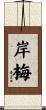 岸梅 Scroll