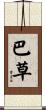 巴草 Scroll