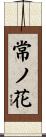 常ノ花 Scroll