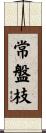 常盤枝 Scroll