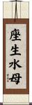 座生水母 Scroll
