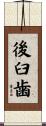 後臼歯 Scroll