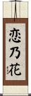 恋乃花 Scroll