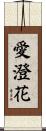 愛澄花 Scroll