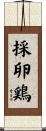 採卵鶏 Scroll