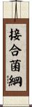 接合菌綱 Scroll